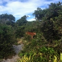 Cow visit