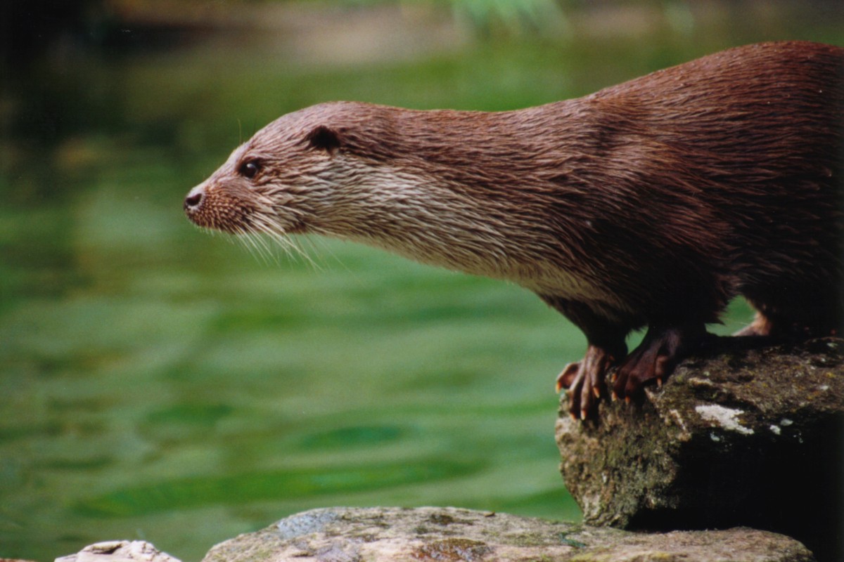 Otter